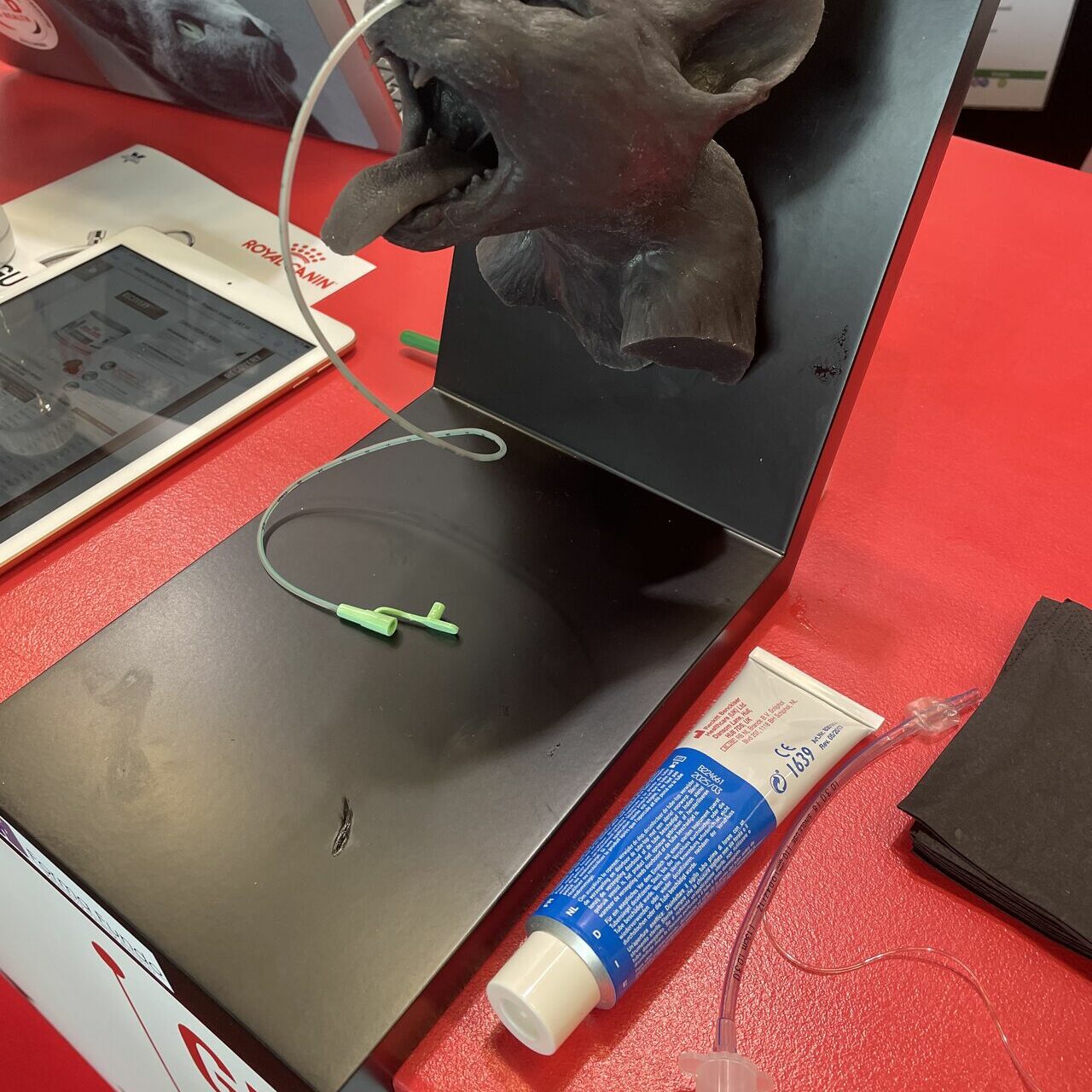 Congrès EVECC à Göteborg : construction du stand pour Royal Canin