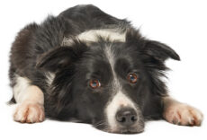 Chien Border Collie