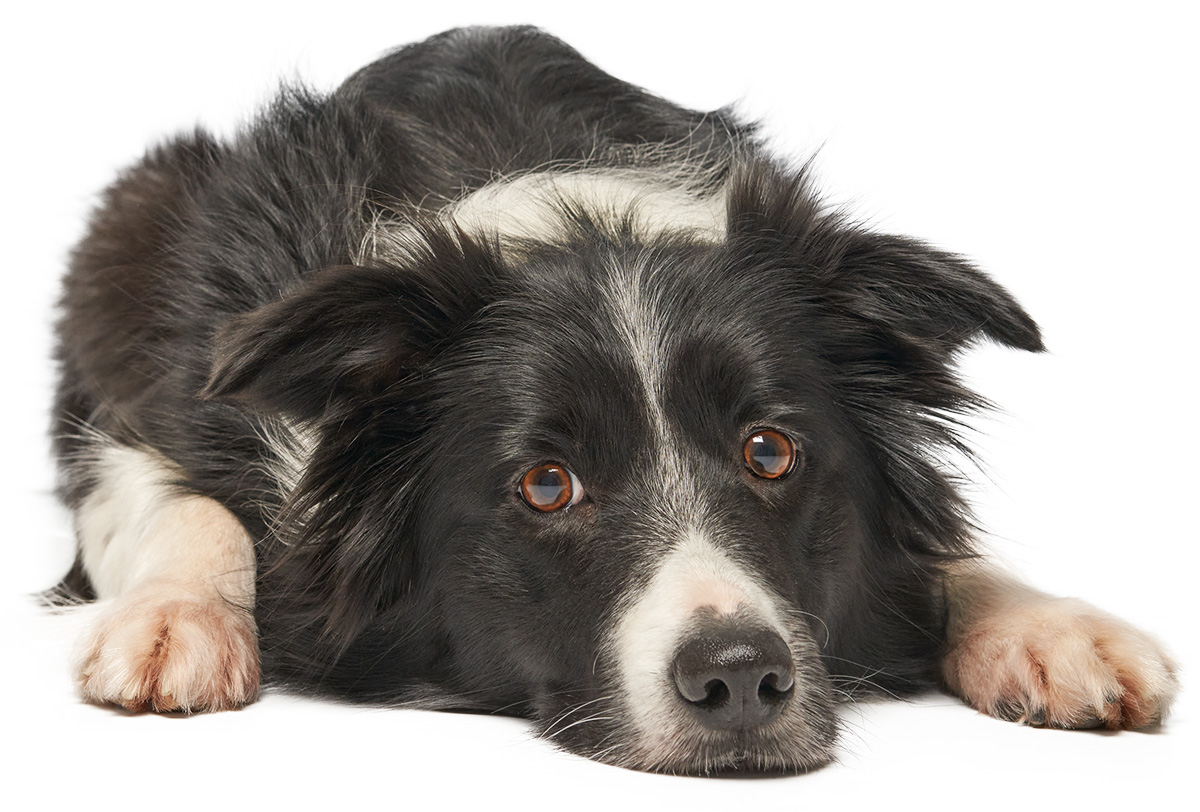 Chien Border Collie